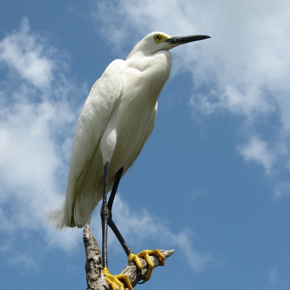 Joy - Picture 7 of 8